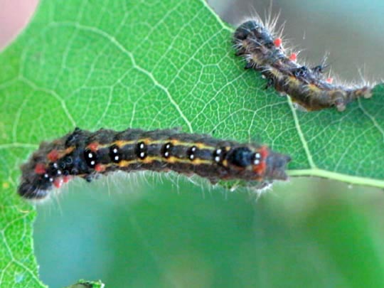 Clostera anastomosis, Rostbrauner Rauhfußspinner