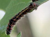 Clostera anastomosis, Rostbrauner Rauhfußspinner