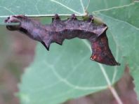 Raupe von Notodonta ziczac, Zickzack-Zahnspinner