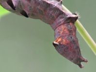 Raupe von Notodonta ziczac, Zickzack-Zahnspinner