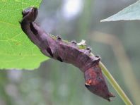 Raupe von Notodonta ziczac, Zickzack-Zahnspinner