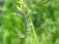 Raupe von Ptilodon capucina, Kamel-Zahnspinner