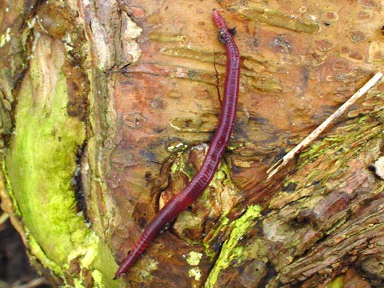 Regenwurm