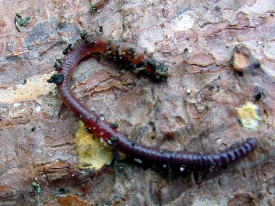Regenwurm