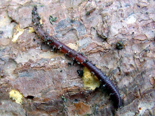 Regenwurm