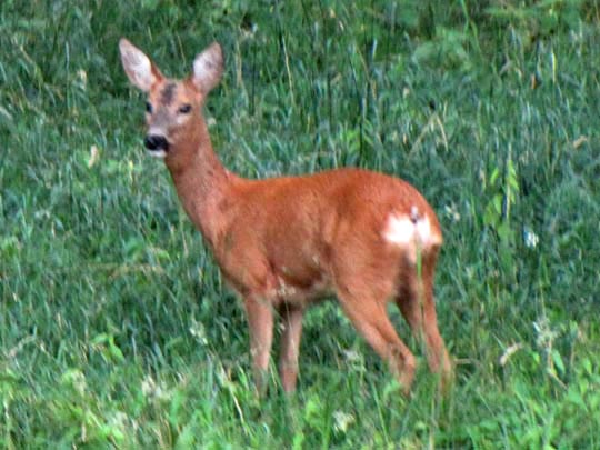 Rehe
