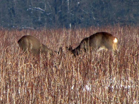Rehe