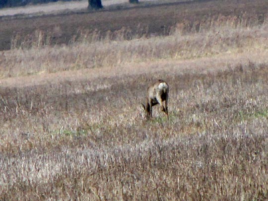 Rehe