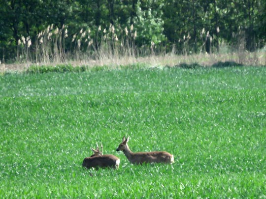 Rehe