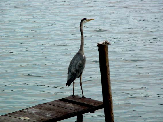 Reiher in den Kanälen im Teupitz-Köriser Seengebiet, Sommer 2002