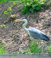 Reiher in den Kanälen im Teupitz-Köriser Seengebiet, Sommer 2002