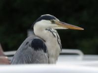 Reiher