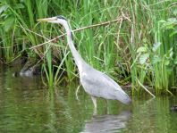Reiher