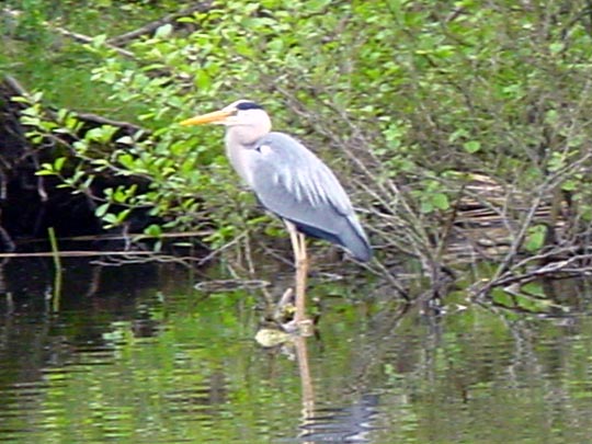 Reiher in den Kanälen im Teupitz-Köriser Seengebiet, Sommer 2002