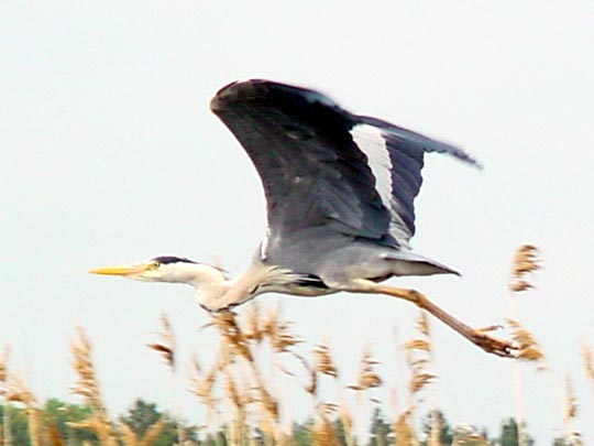 Reiher in den Kanälen im Teupitz-Köriser Seengebiet, Sommer 2002