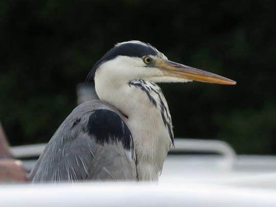 Reiher