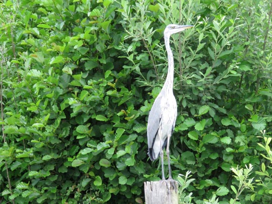 Reiher