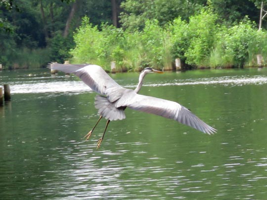 Reiher