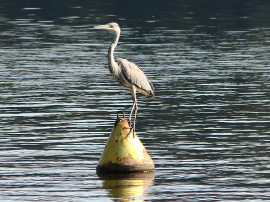 Reiher an der Schmölde, Sommer 2009