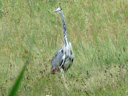 Reiher
