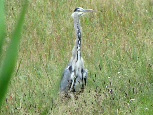 Reiher