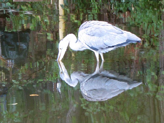 Reiher