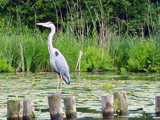 Reiher auf der Dahme