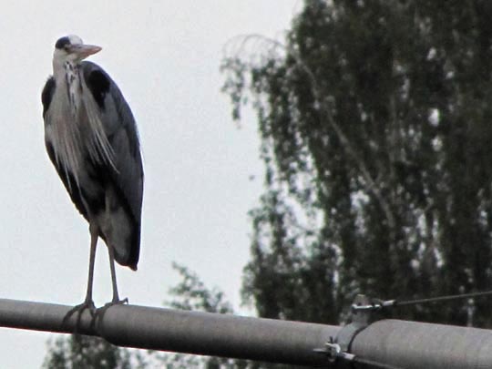 Reiher an der Schmölde, Juni 2010