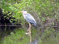 Reiher in den Kanälen im Teupitz-Köriser Seengebiet, Sommer 2002