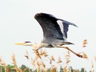 Reiher in den Kanälen im Teupitz-Köriser Seengebiet, Sommer 2002