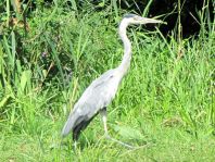 Reiher