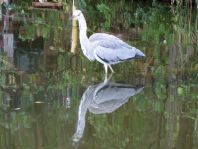 Reiher
