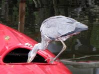 Reiher