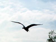 Reiher auf der Dahme