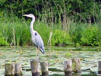 Reiher auf der Dahme