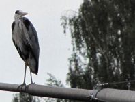 Reiher