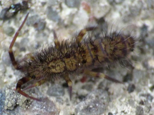 Orchesella villosa