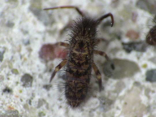 Orchesella villosa