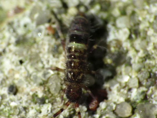 Orchesella cincta