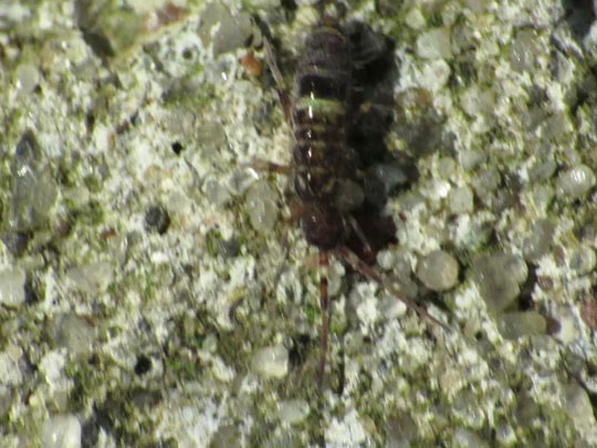 Orchesella cincta