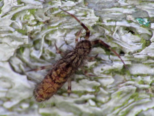 Orchesella villosa