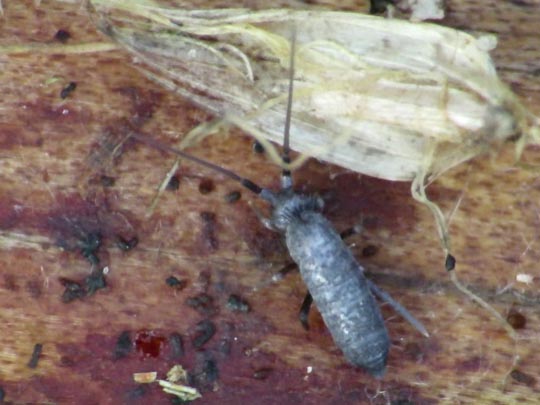Pogonognathellus cf. flavescens