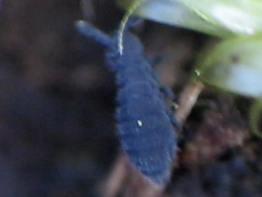Sackkiefler, Entognatha