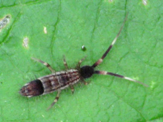 Orchesella flavescens