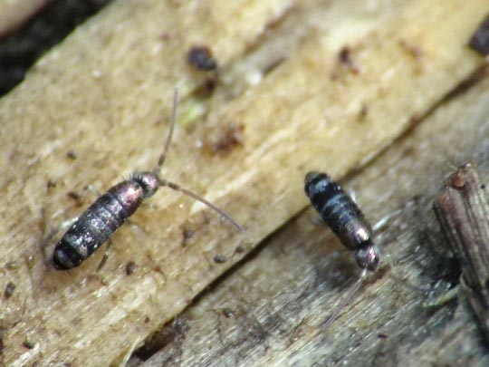 Sackkiefler, Entognatha