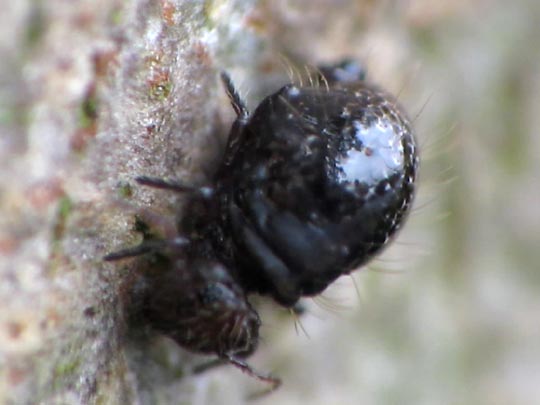 Allacma fusca