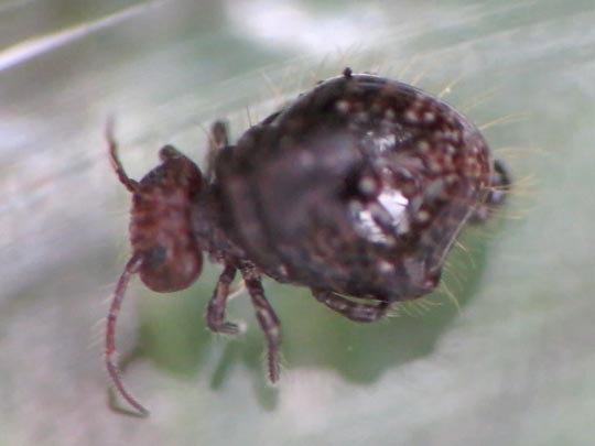 Allacma fusca