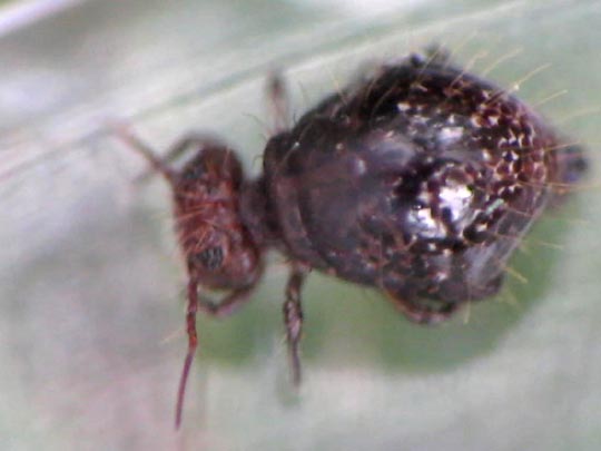 Allacma fusca