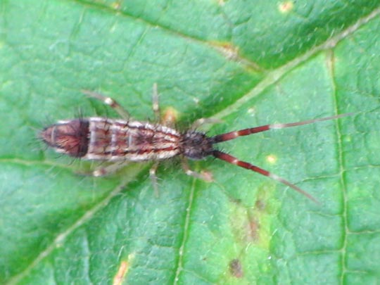 Orchesella flavescens