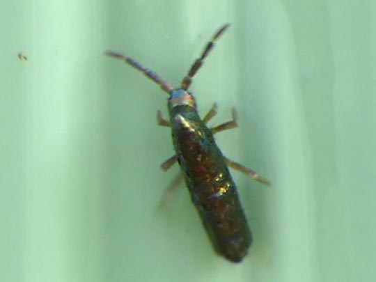 Lepidocyrtus paradoxus